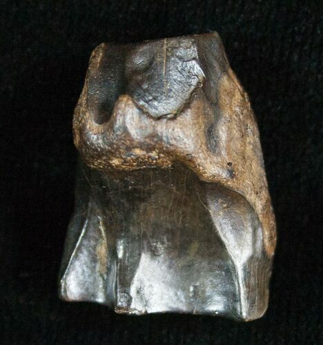 Large Triceratops Shed Tooth - #5700